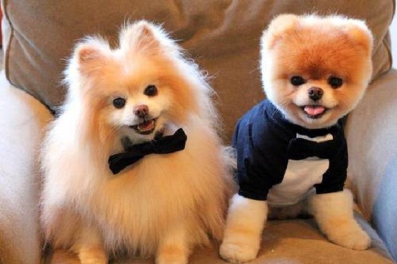 Two Pomeranians